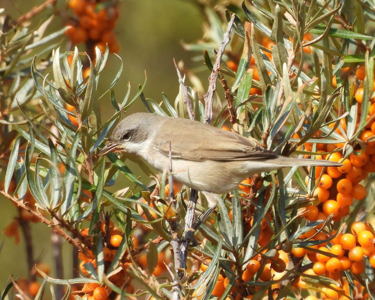 Lesser Whitethroat - ML642608852