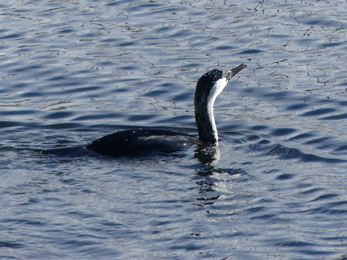 Black-faced Cormorant - ML642608853