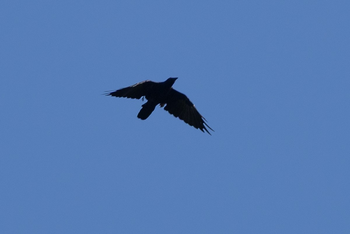 Fish Crow - ML642608861