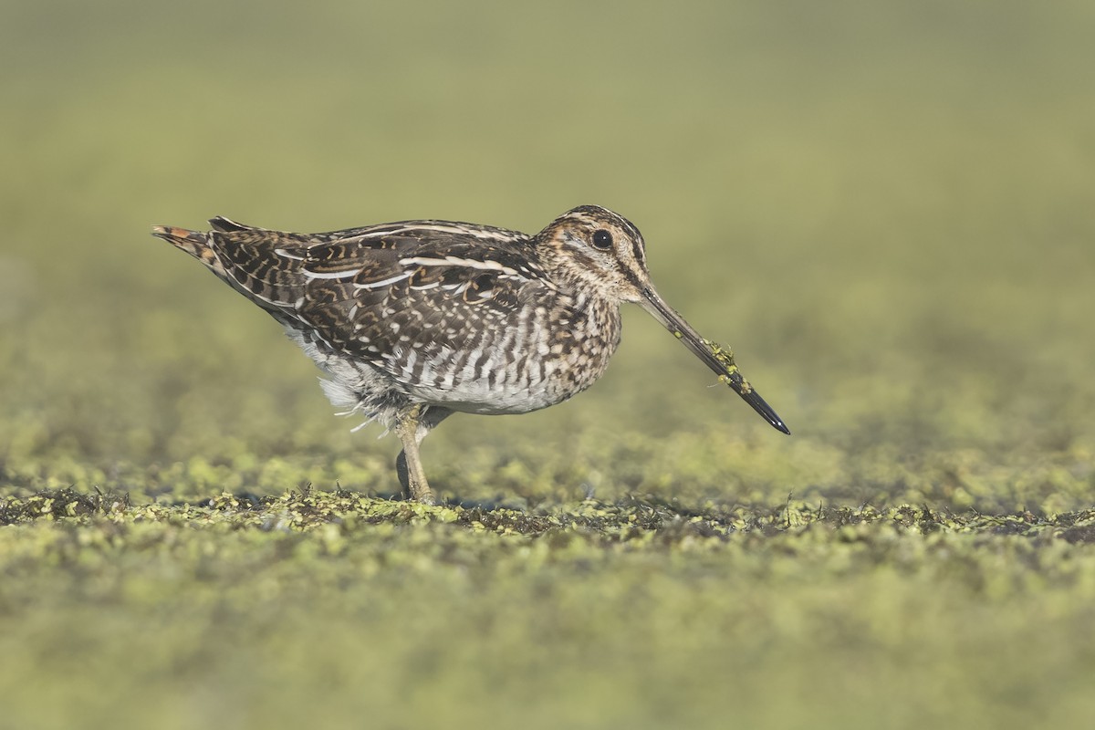 Wilson's Snipe - ML642608862