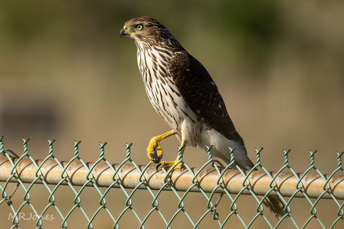 Cooper's Hawk - ML642608867