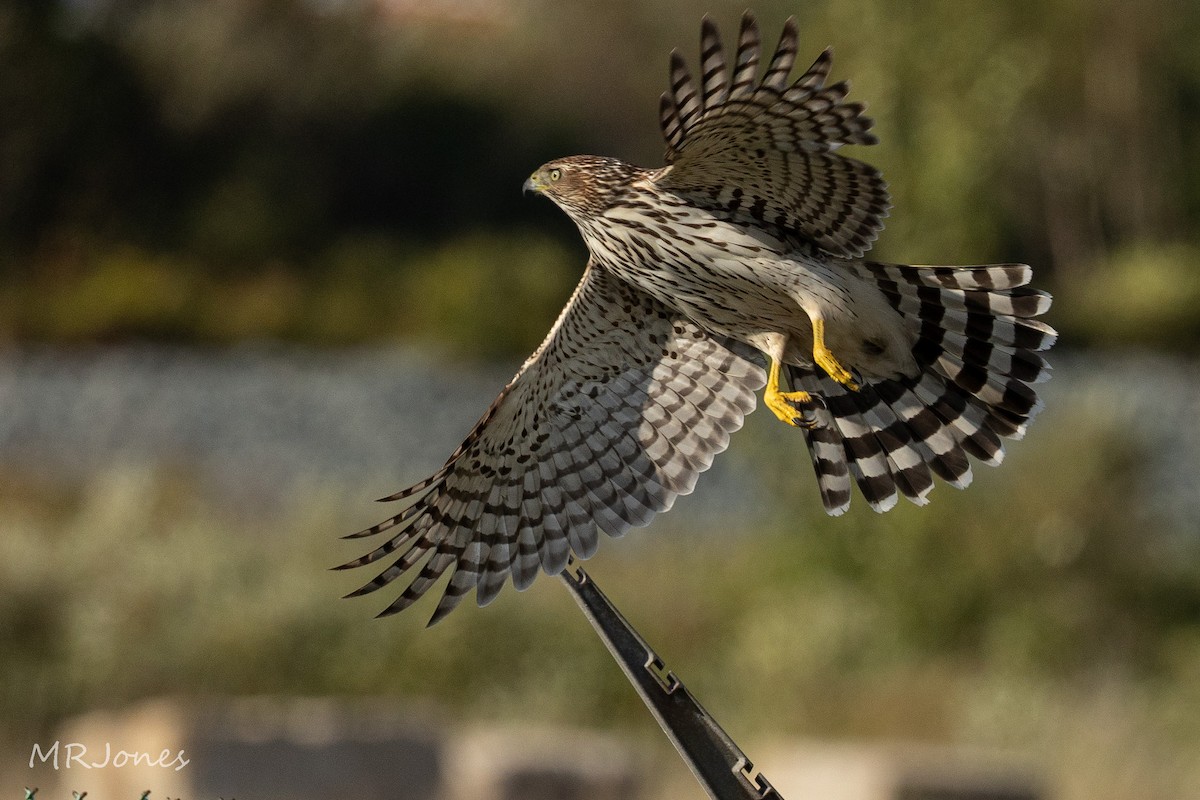 Cooper's Hawk - ML642608868