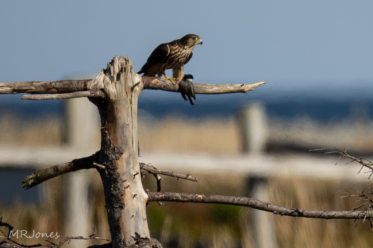 Merlin - ML642608923