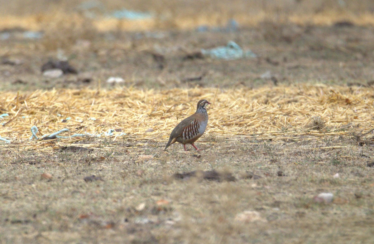 Red-legged Partridge - ML642608928