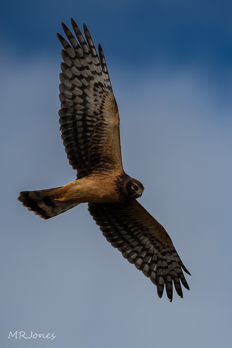 Northern Harrier - ML642608949