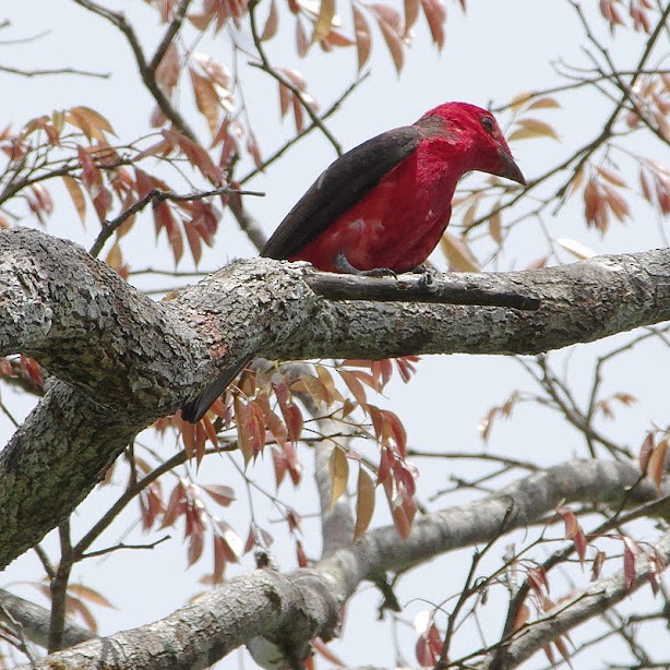 Crimson Fruitcrow - ML642608950