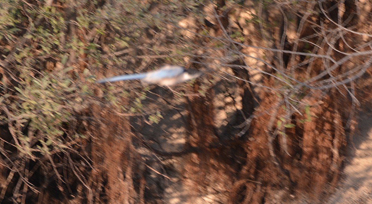Iberian Magpie - ML642608952