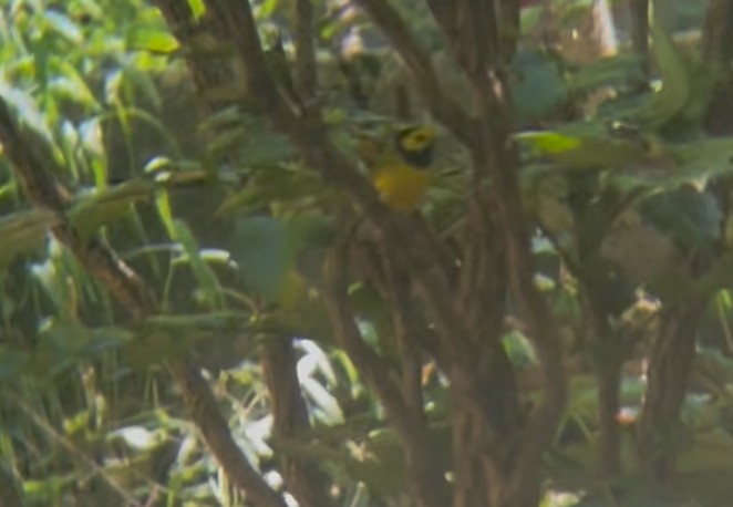 Hooded Warbler - ML642608964