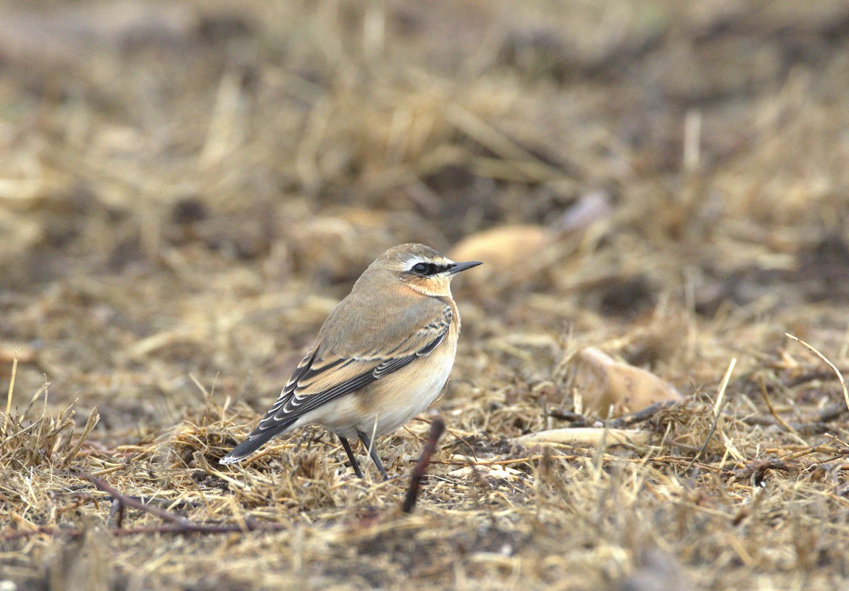Northern Wheatear - ML642608970