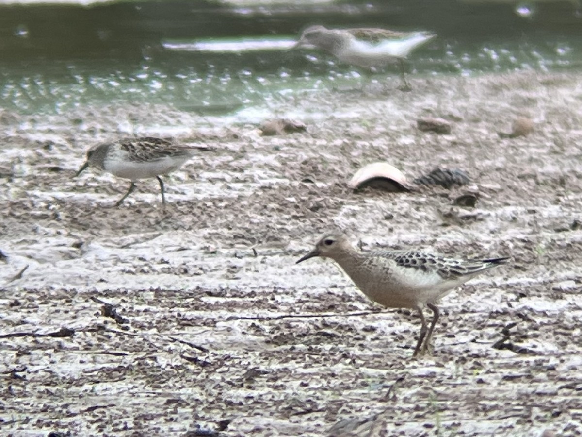 Piro piro fulvo - ML642608982