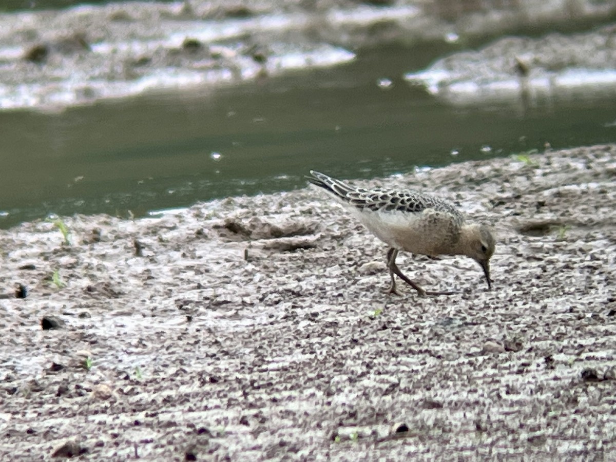 Piro piro fulvo - ML642608983