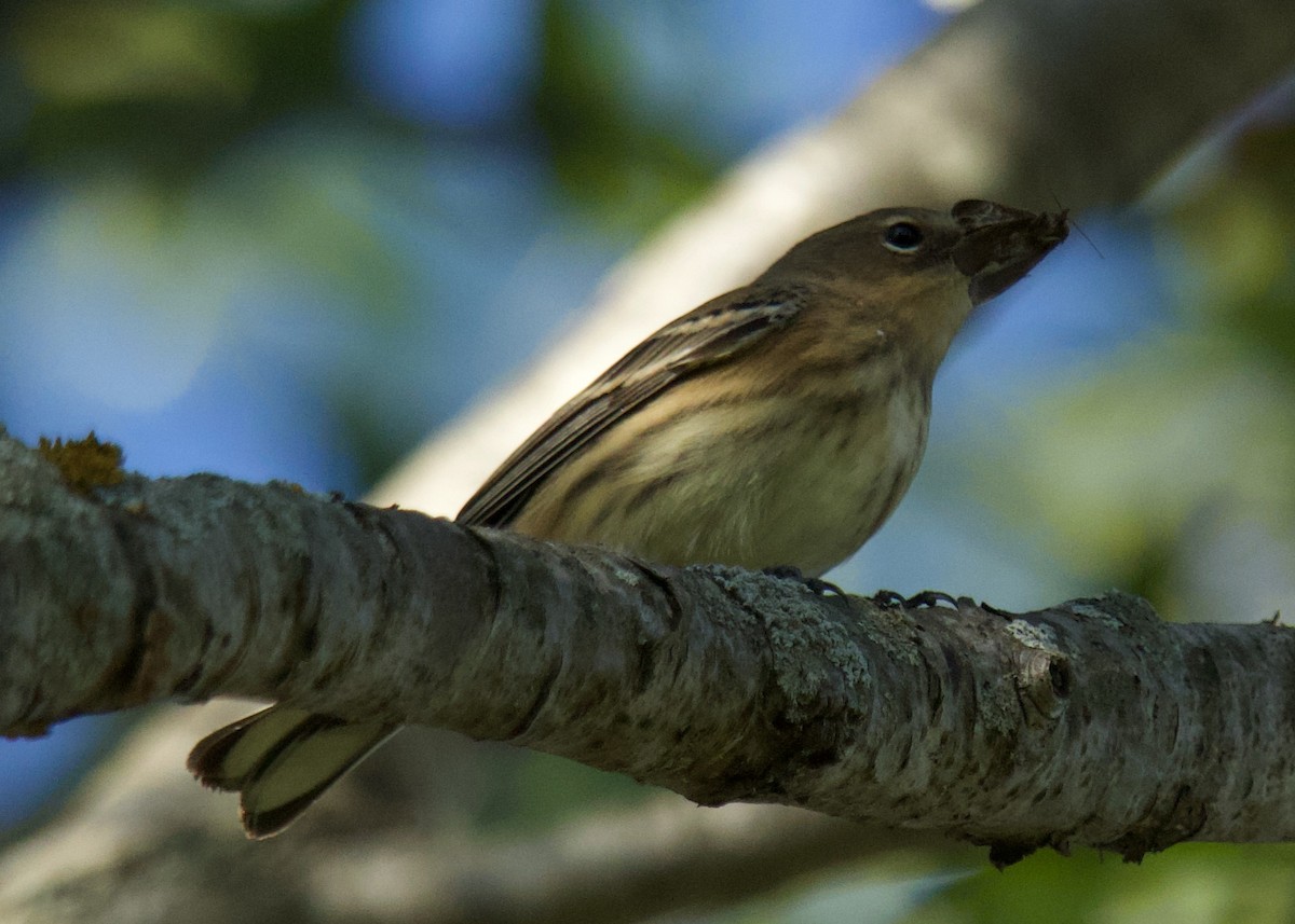 Bay-breasted Warbler - ML642608987