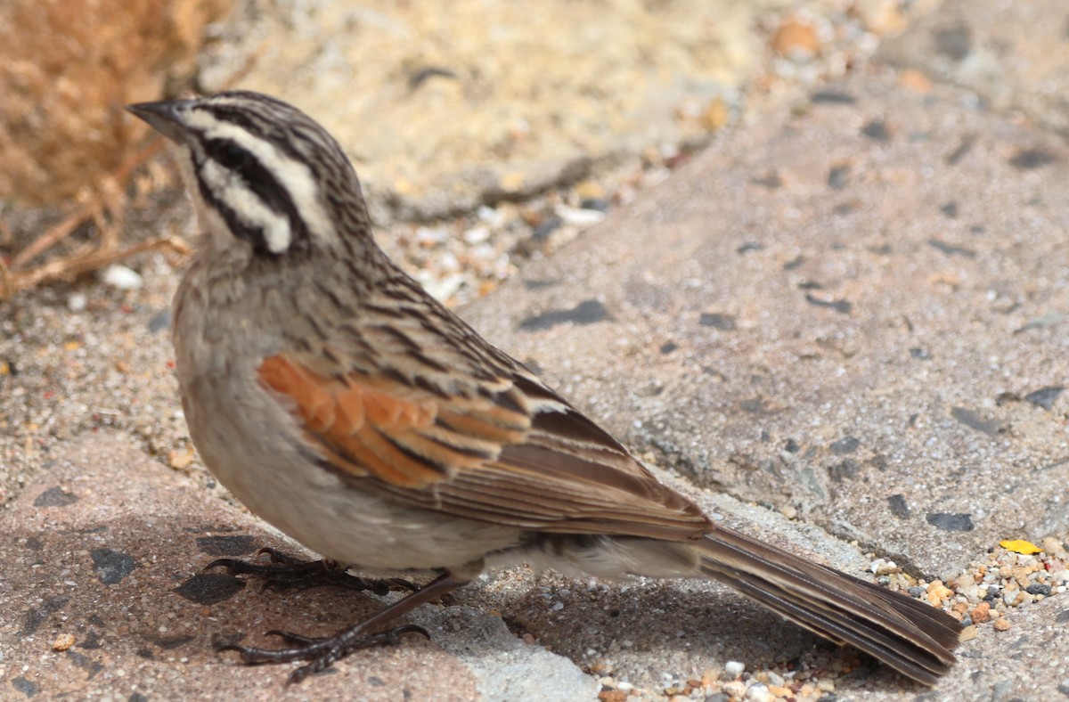 Cape Bunting - ML642609014