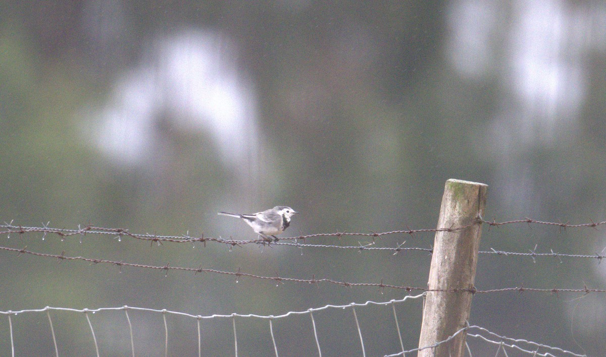 White Wagtail - ML642609033