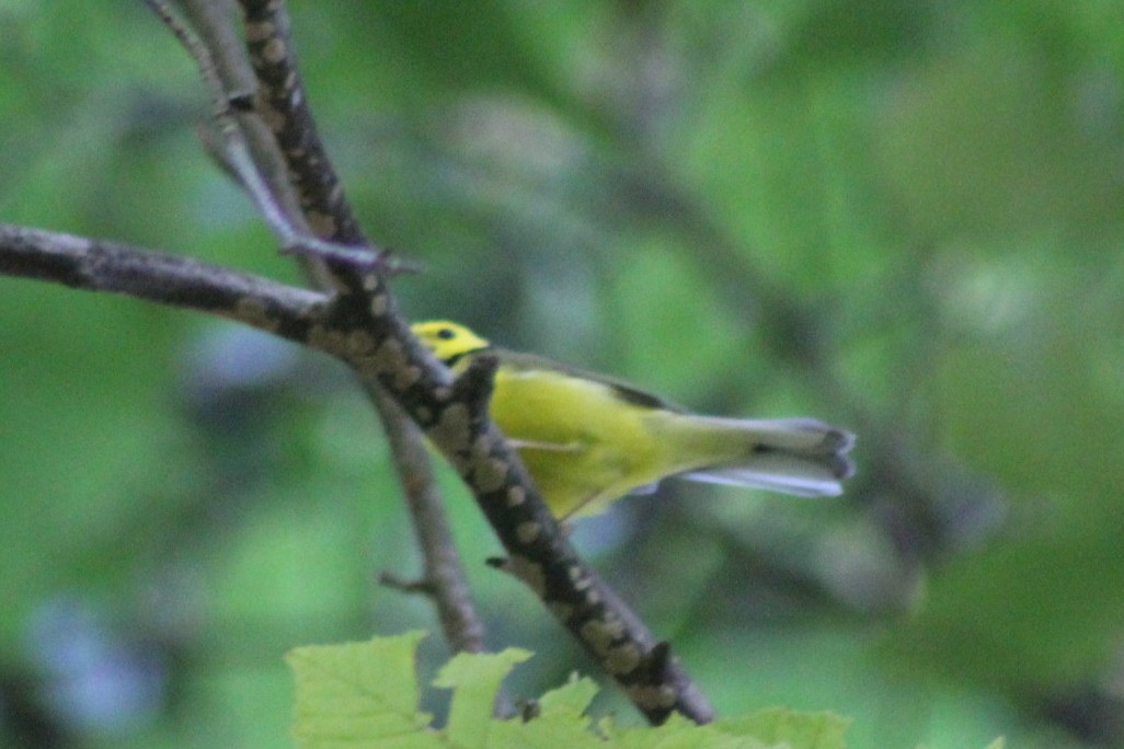 Hooded Warbler - ML642609040