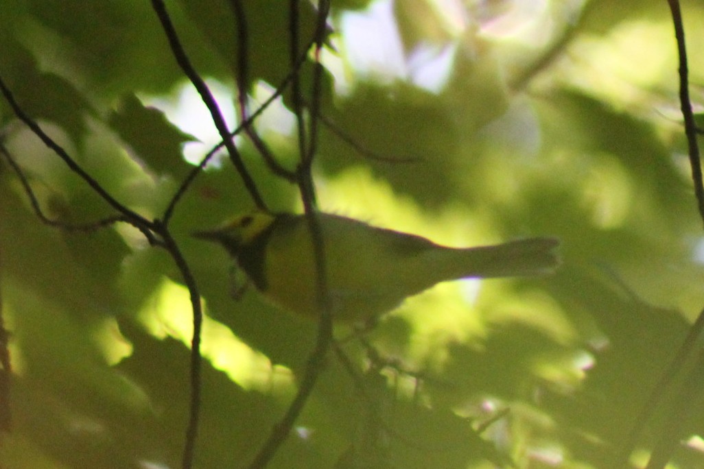 Hooded Warbler - ML642609041