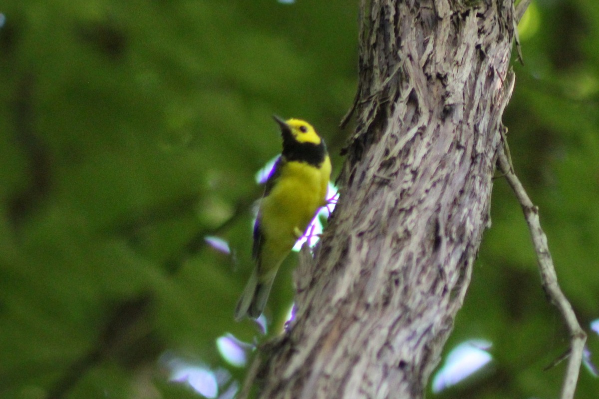 Hooded Warbler - ML642609042