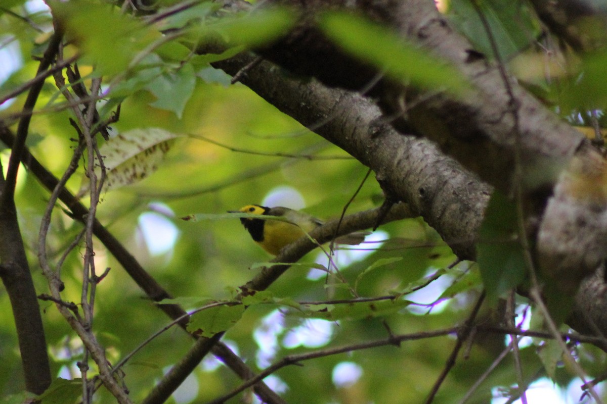 Hooded Warbler - ML642609046