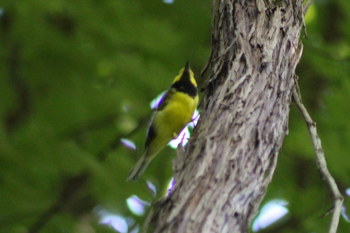 Hooded Warbler - ML642609049
