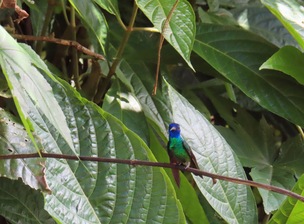 Golden-tailed Sapphire - ML642609063