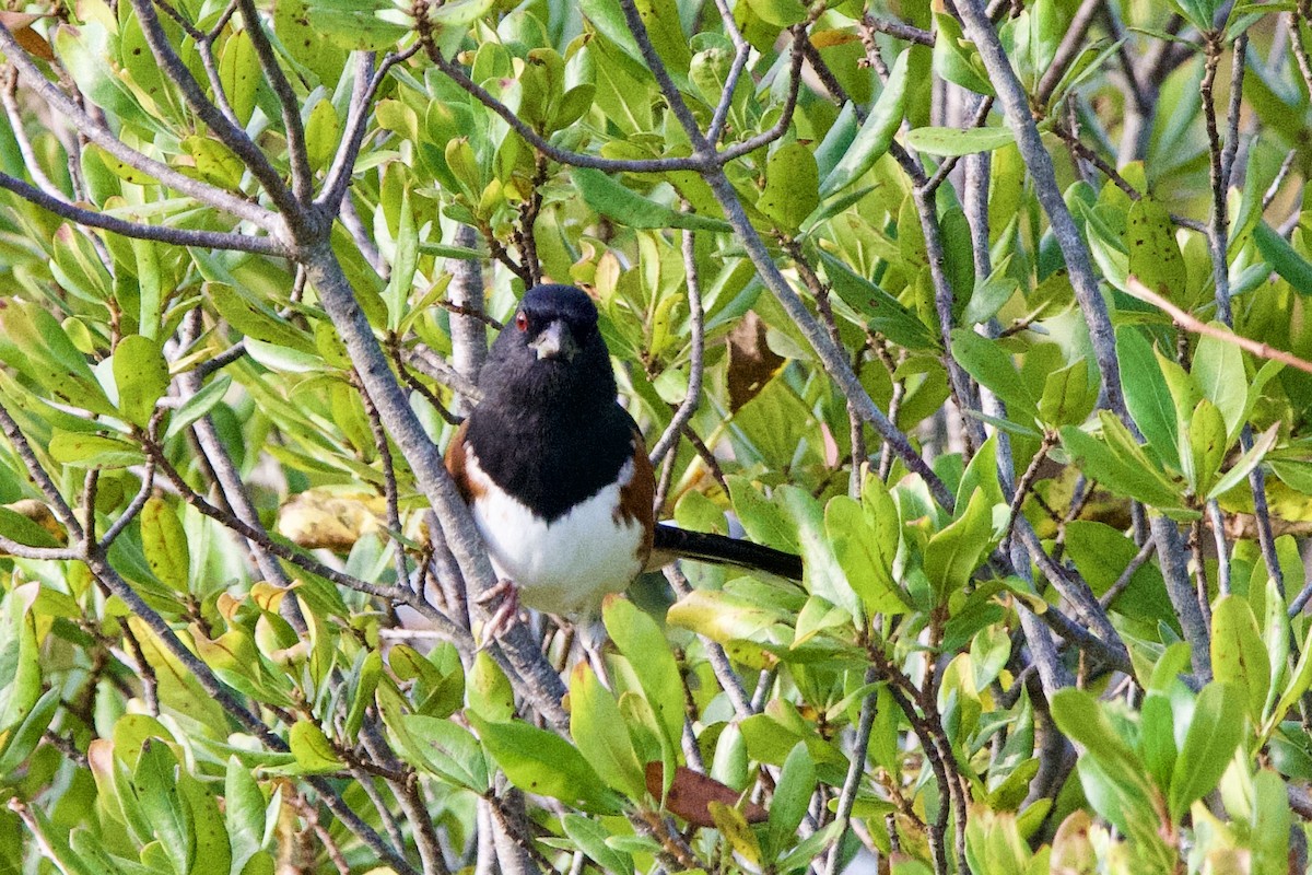Eastern Towhee - ML642609079