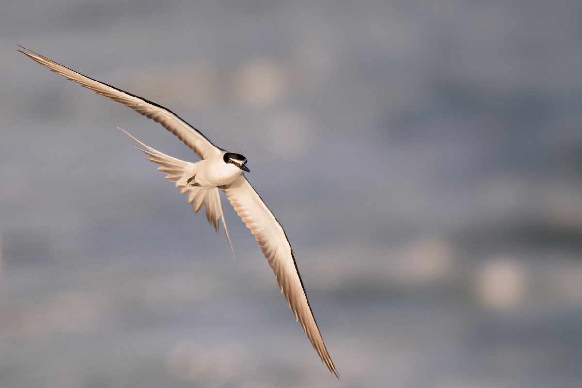Bridled Tern - ML642609081