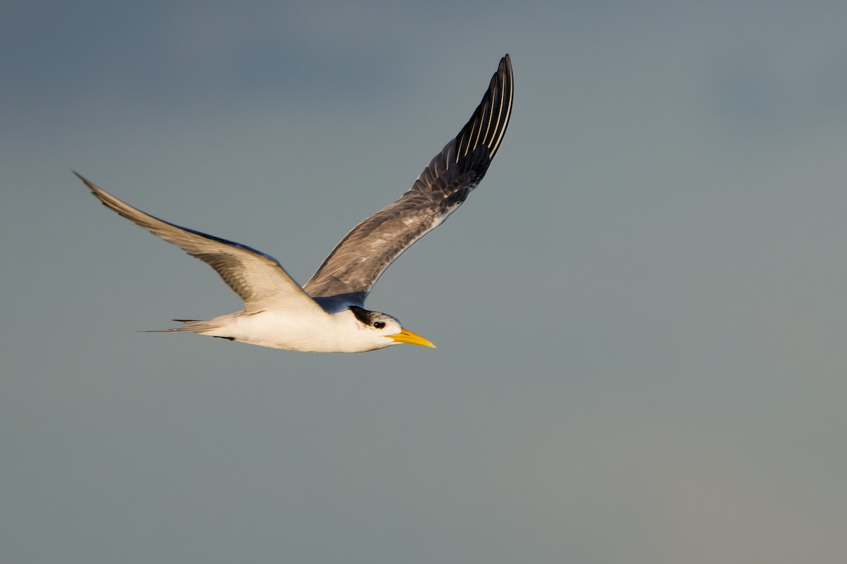 Great Crested Tern - ML642609087