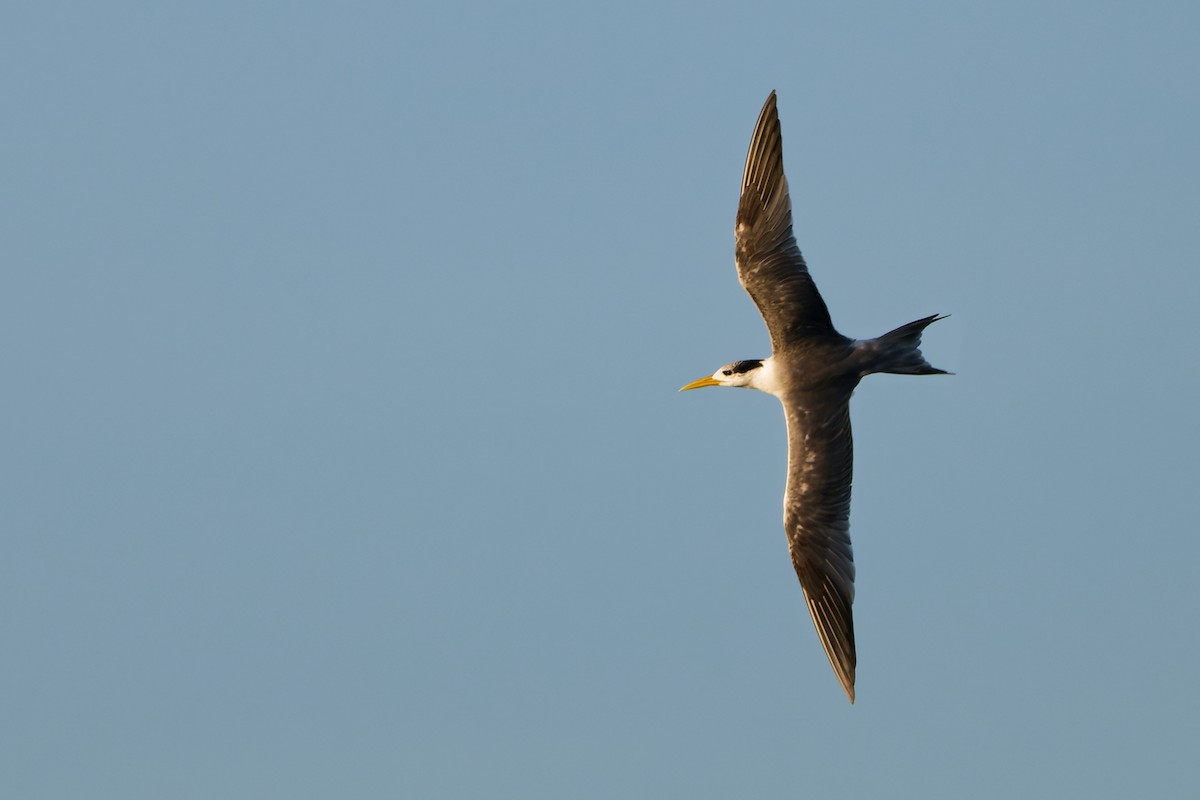Great Crested Tern - ML642609090