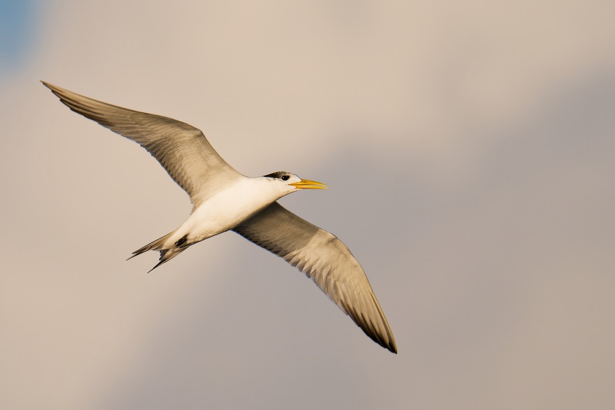 Great Crested Tern - ML642609093