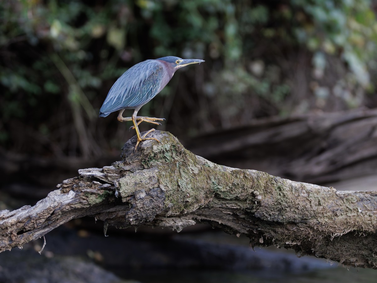 Green Heron - ML642609111