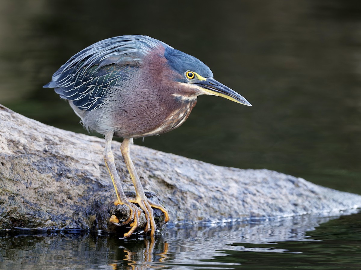 Green Heron - ML642609112