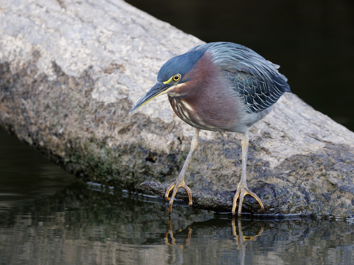 Green Heron - ML642609113