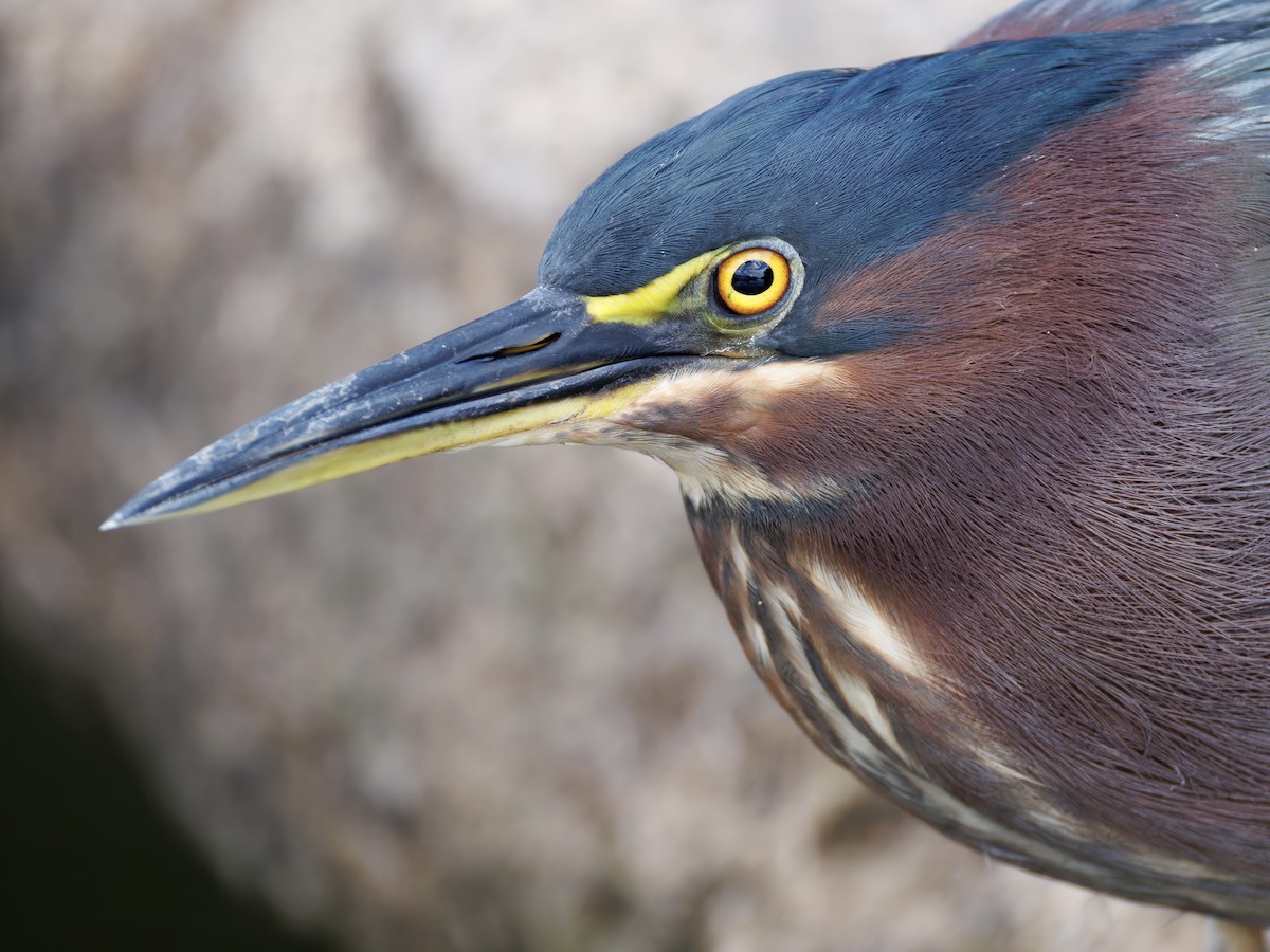 Green Heron - ML642609114