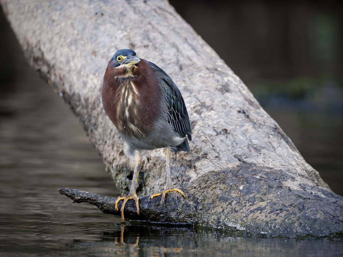 Green Heron - ML642609115