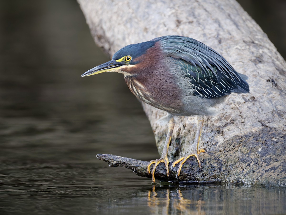 Green Heron - ML642609116