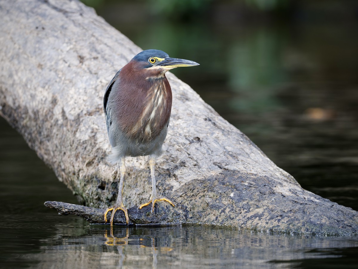 Green Heron - ML642609117