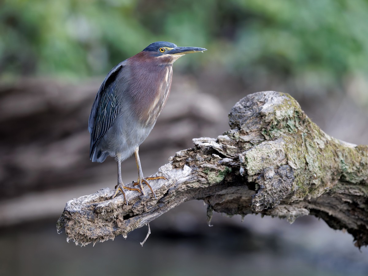 Green Heron - ML642609118