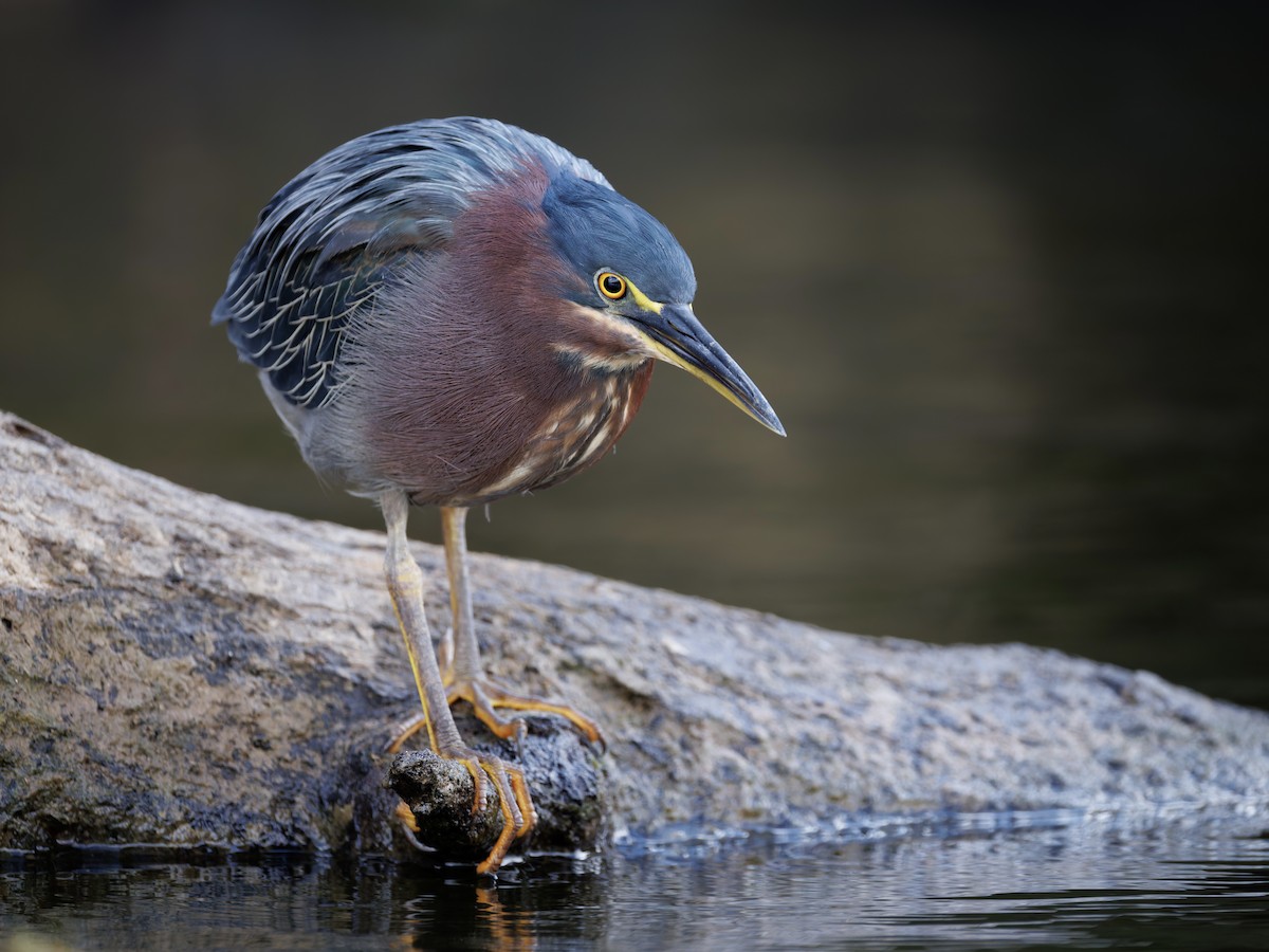 Green Heron - ML642609119