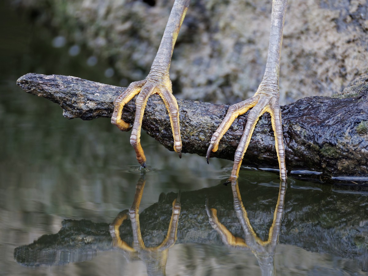 Green Heron - ML642609120