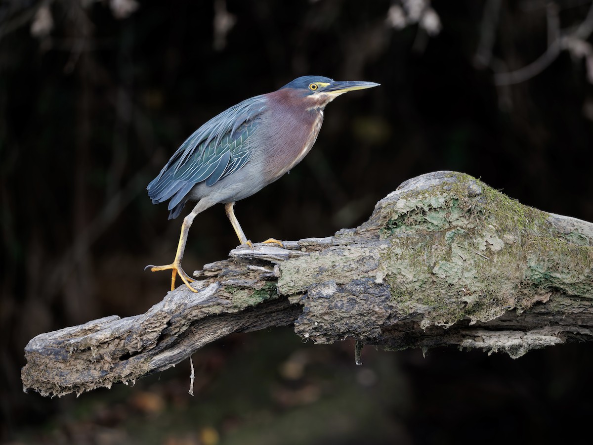 Green Heron - ML642609121
