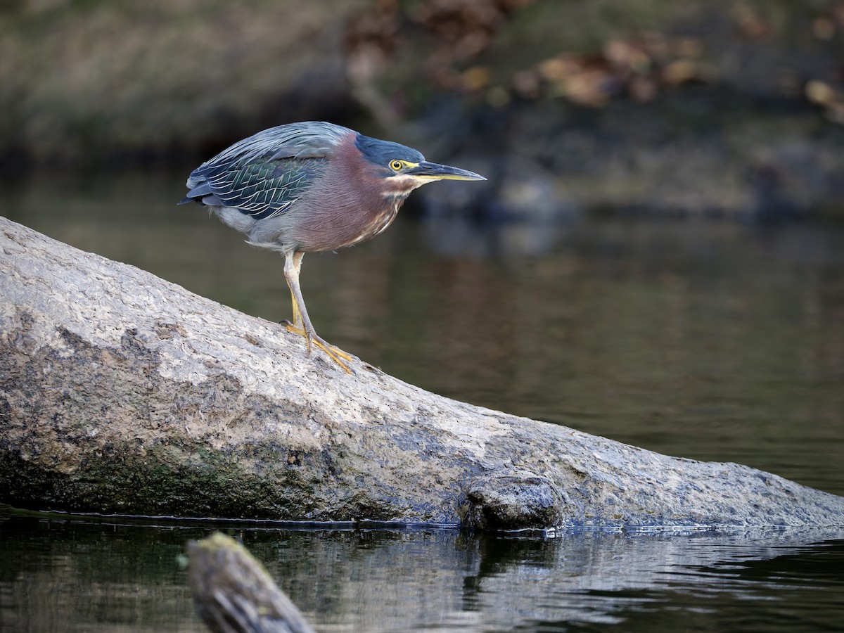 Green Heron - ML642609122