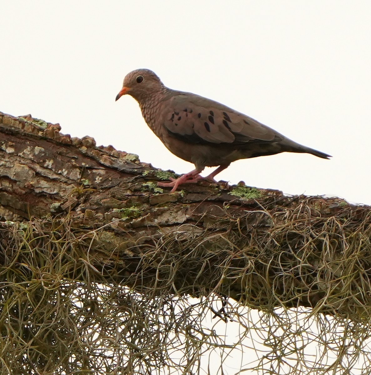 Sperlingstäubchen - ML642609128