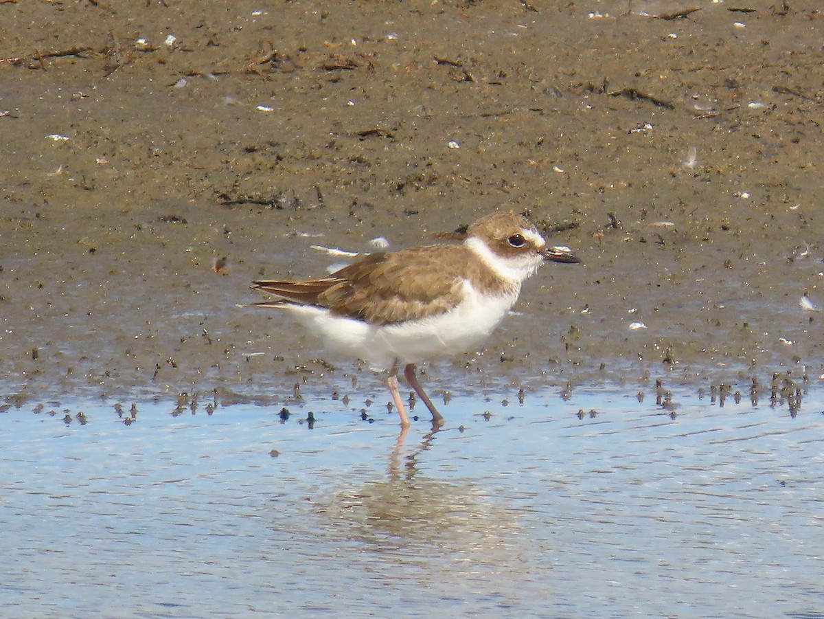 Wilson's Plover - ML642609155