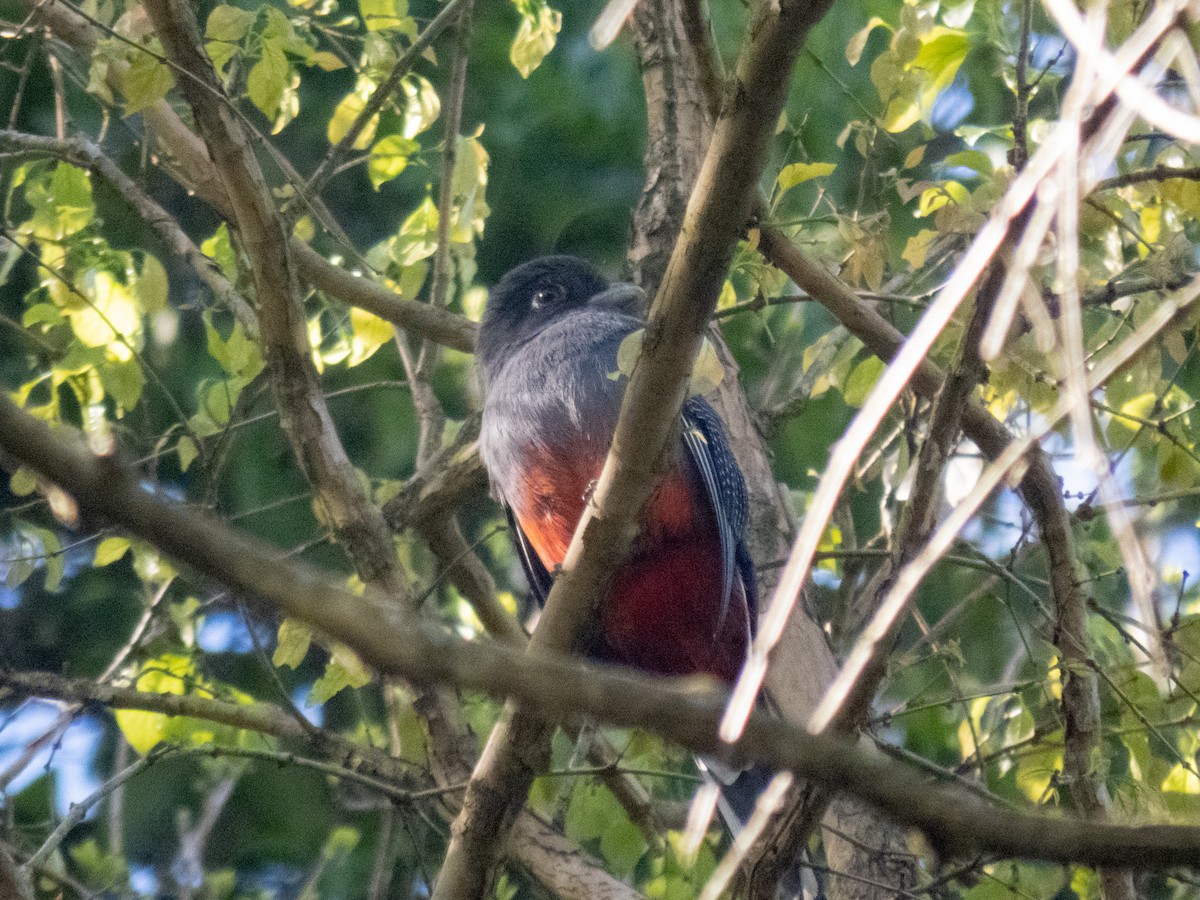 Surucua Trogon - ML642609166