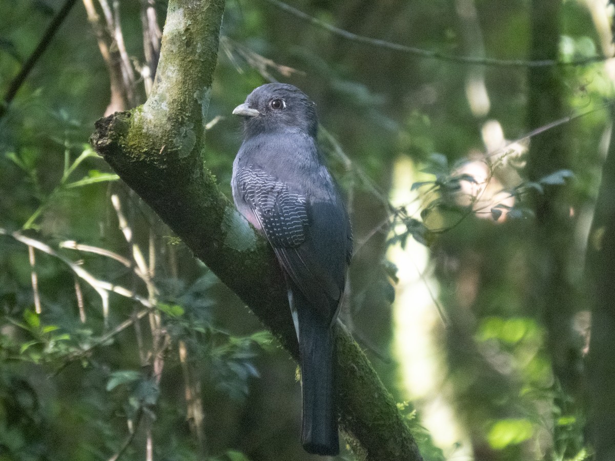 Surucua Trogon - ML642609168