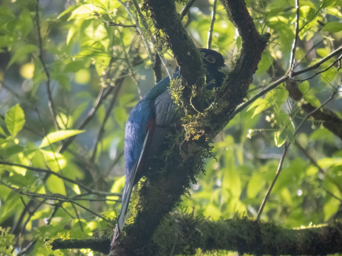Surucua Trogon - ML642609169