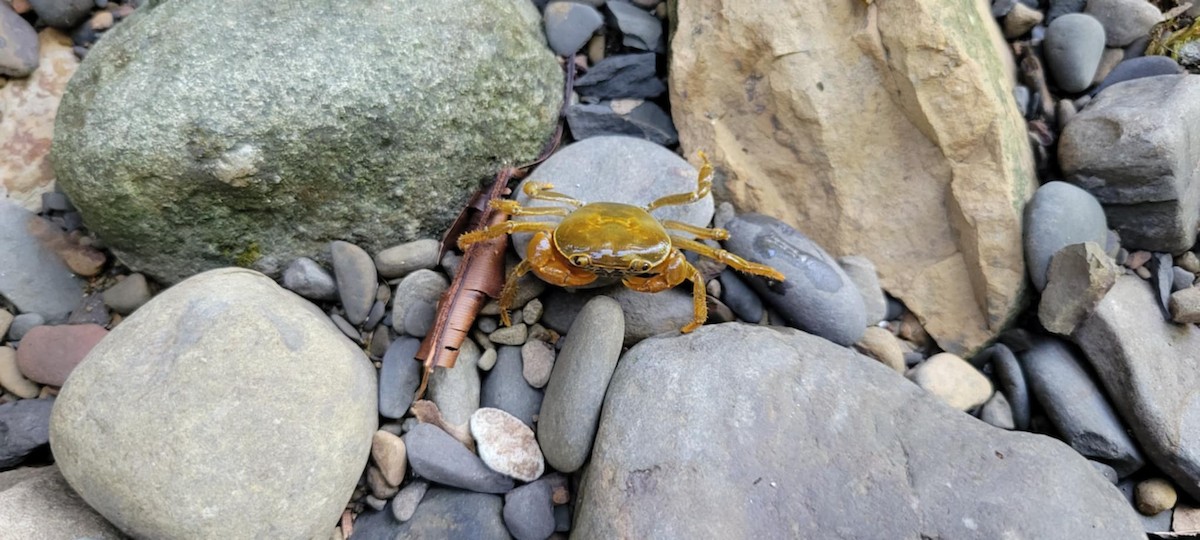 Animals - ML642609171