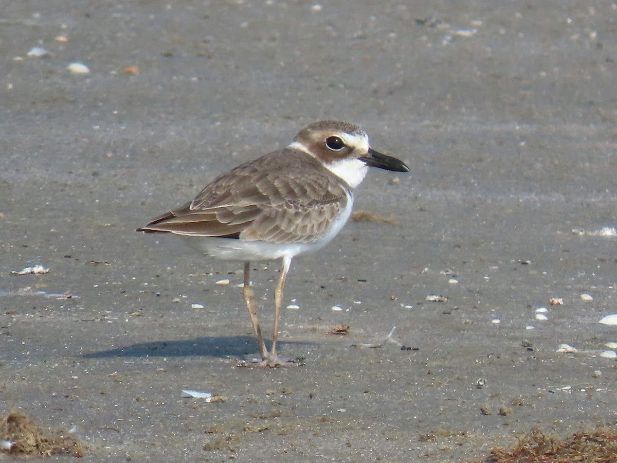 Wilson's Plover - ML642609183