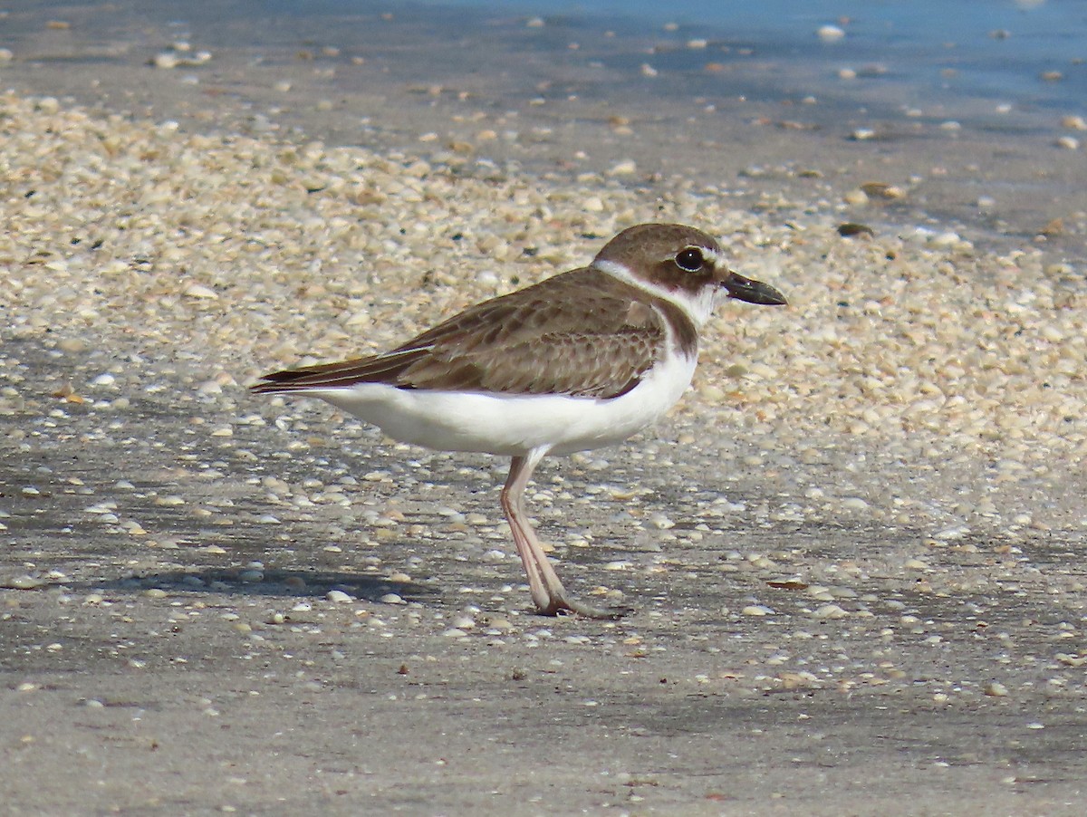 Wilson's Plover - ML642609185