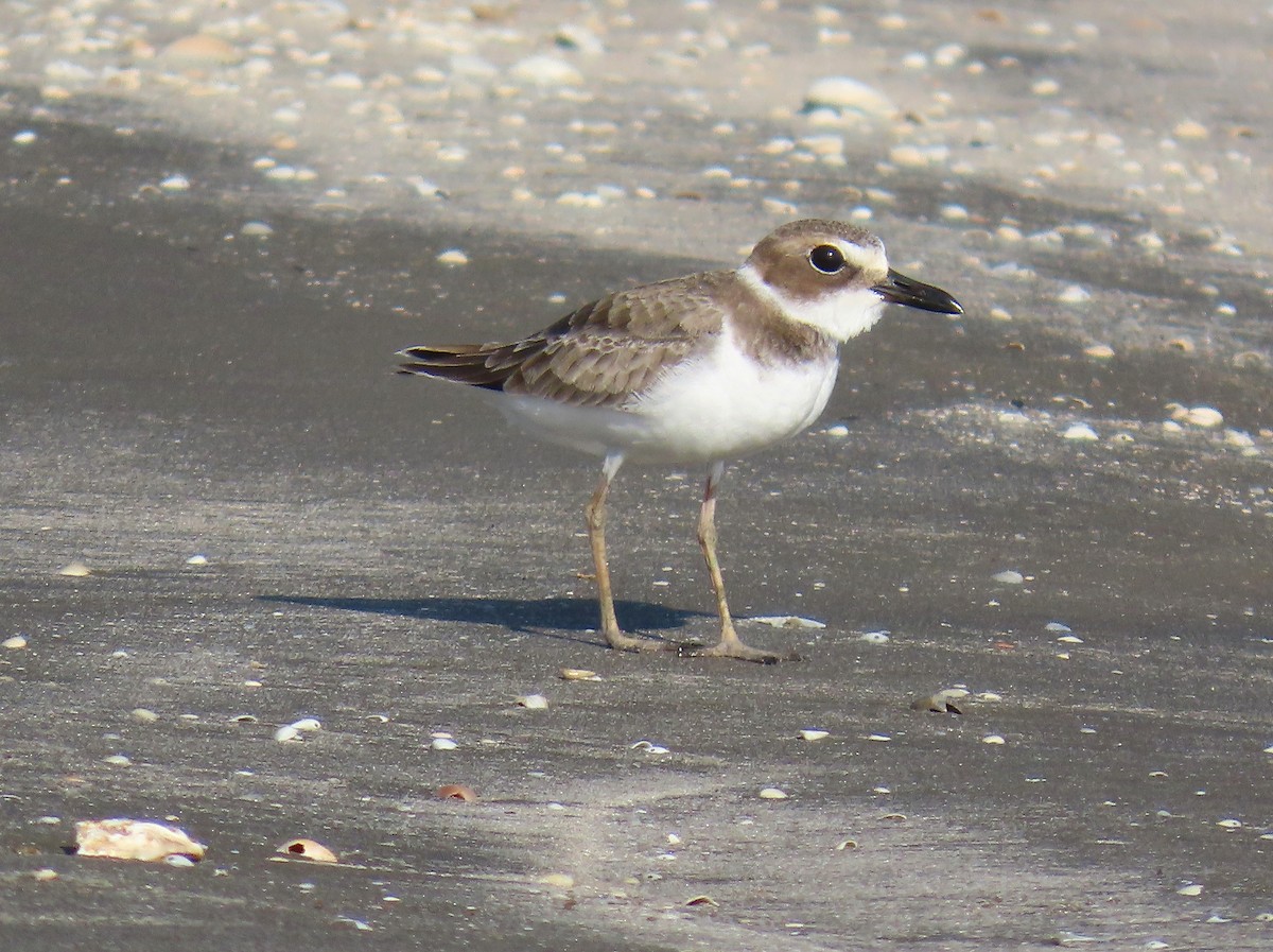 Wilson's Plover - ML642609186